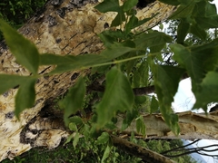 Steganotaenia araliacea