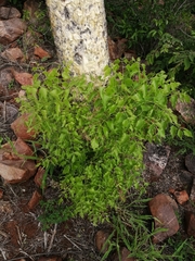 Steganotaenia araliacea