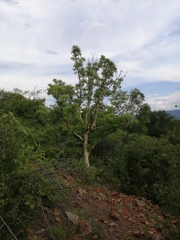 Steganotaenia araliacea