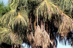 Mauritia flexuosa
