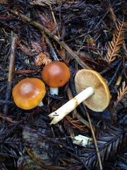 Cortinarius pluvius
