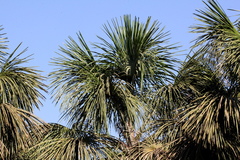 Mauritia flexuosa