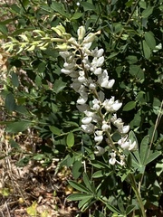 Lupinus albicaulis