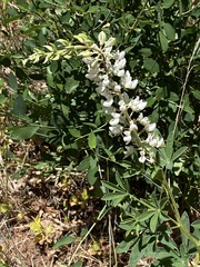 Lupinus albicaulis