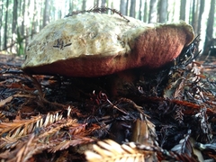 Rubroboletus pulcherrimus