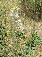 Lupinus albicaulis