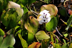 Pontederia azurea