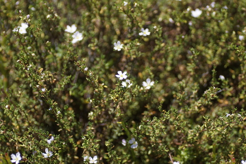 Image of Frankenia pauciflora by (c) Rod Lowther, some rights reserved (CC BY)