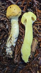 Cortinarius superbus