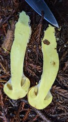 Cortinarius superbus