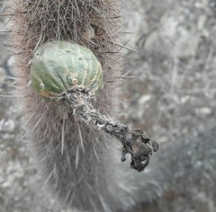 Loxanthocereus acanthurus