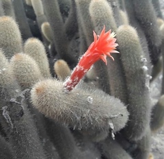 Loxanthocereus acanthurus