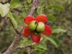 Ochna inermis