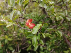 Ochna inermis