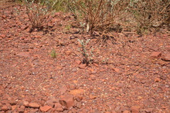 Ctenophorus caudicinctus