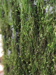 Plasteurhynchium striatulum