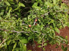 Ochna inermis
