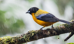 Anisognathus notabilis