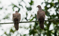 Patagioenas subvinacea