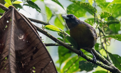 Mitrospingus cassinii