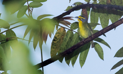 Vireolanius leucotis