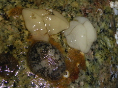 Onchidoris bilamellata image