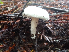 Amanita smithiana