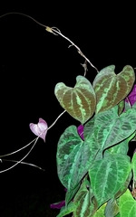 Dioscorea dodecaneura