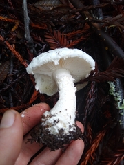 Amanita smithiana