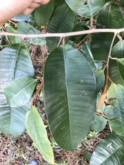 Sapotaceae