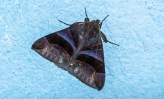 Dysgonia purpurata