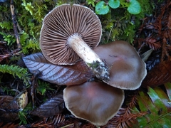 Cortinarius cisqhale