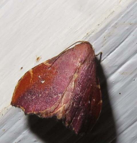 Heterorta plutonis Lucas, 1894