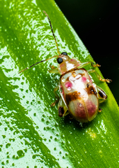 Walterianella colombiana