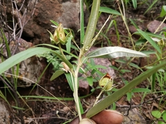 Melhania prostrata