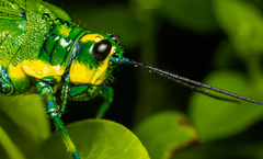 Chromacris psittacus