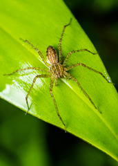 Thaumasia argenteonotata