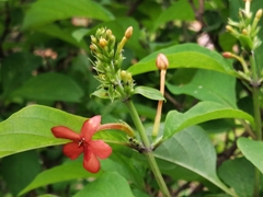 Ruspolia hypocrateriformis australis