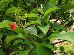 Ruspolia hypocrateriformis australis