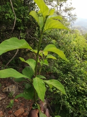 Ruspolia hypocrateriformis australis