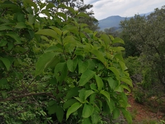 Ruspolia hypocrateriformis australis