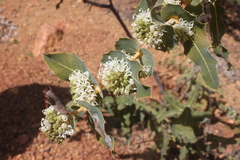 Hakea amplexicaulis
