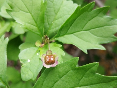 Rough-leaved Cats-whiskers