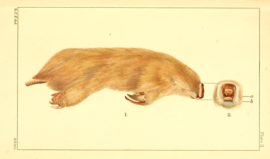 Marsupial Moles