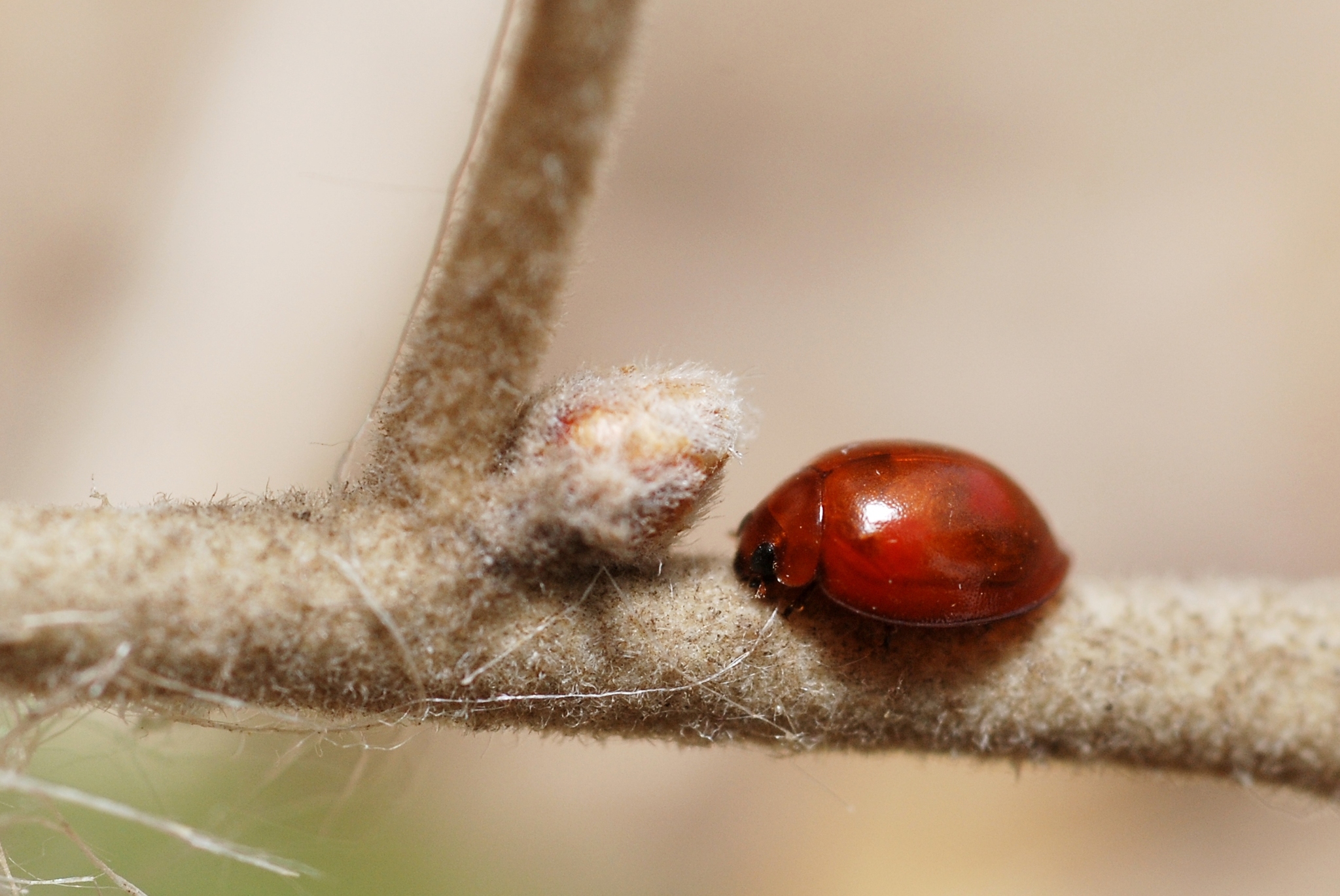 Tiny Ladybug - Exochomus 