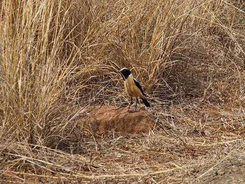 Campicoloides bifasciatus