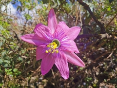 Passiflora pinnatistipula