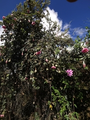 Passiflora pinnatistipula