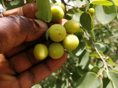 Pseudolachnostylis maprouneifolia