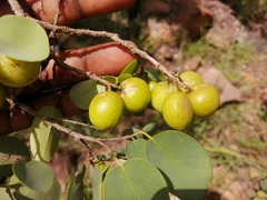 Pseudolachnostylis maprouneifolia